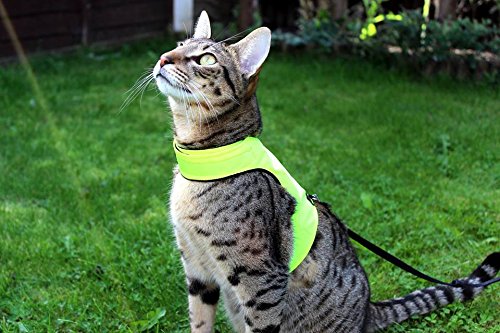 High Visibility Reflective Cat Jacket & Harness for Adult Cats - Safe Outdoor Walking & Nighttime Adventures