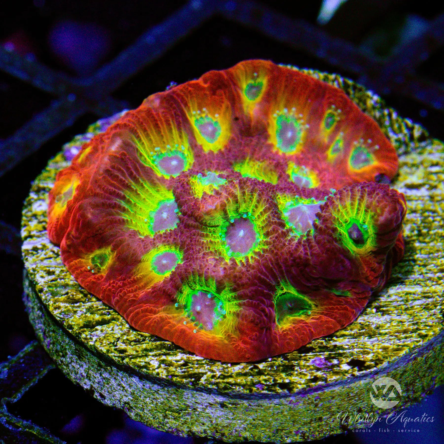 C24 Bullet Hole Favia Coral - Premium WYSIWYG Live Coral for Saltwater Aquariums | Perfect for Reef Tanks & Marine Aquascaping