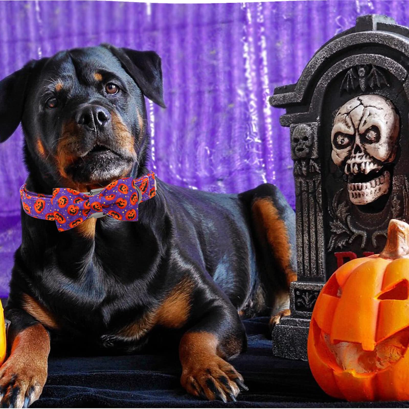 **Halloween Pumpkin Bowtie Dog Collar – Adjustable Soft Pet Collar with Metal Buckle for Small Dogs – Perfect for Halloween Costumes & Pet Parties**
