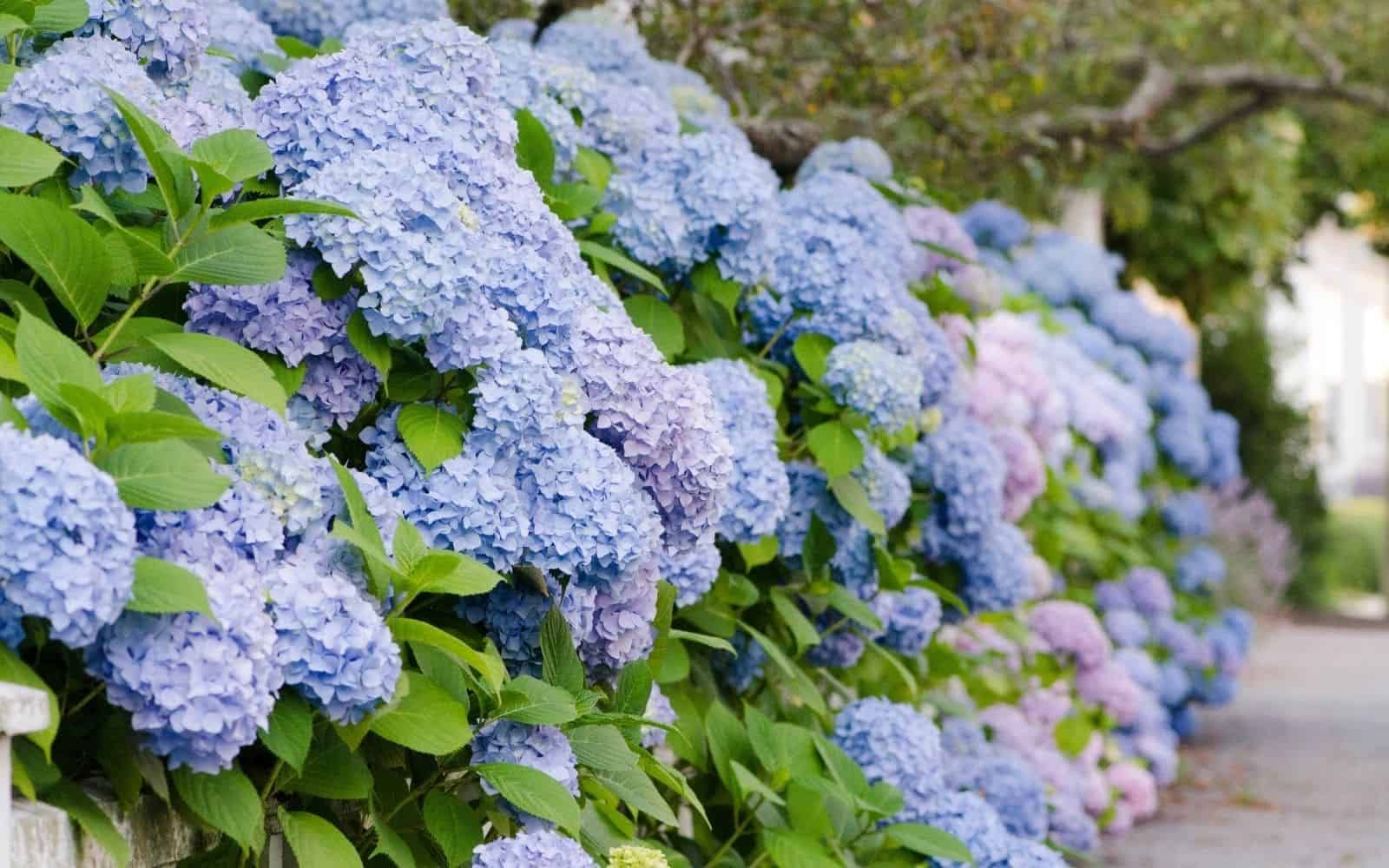 All Summer Beauty Hydrangea Starter Plant - 7 Months Old Live Hydrangea Flowering Shrub for Garden, Landscaping & Outdoor Decor