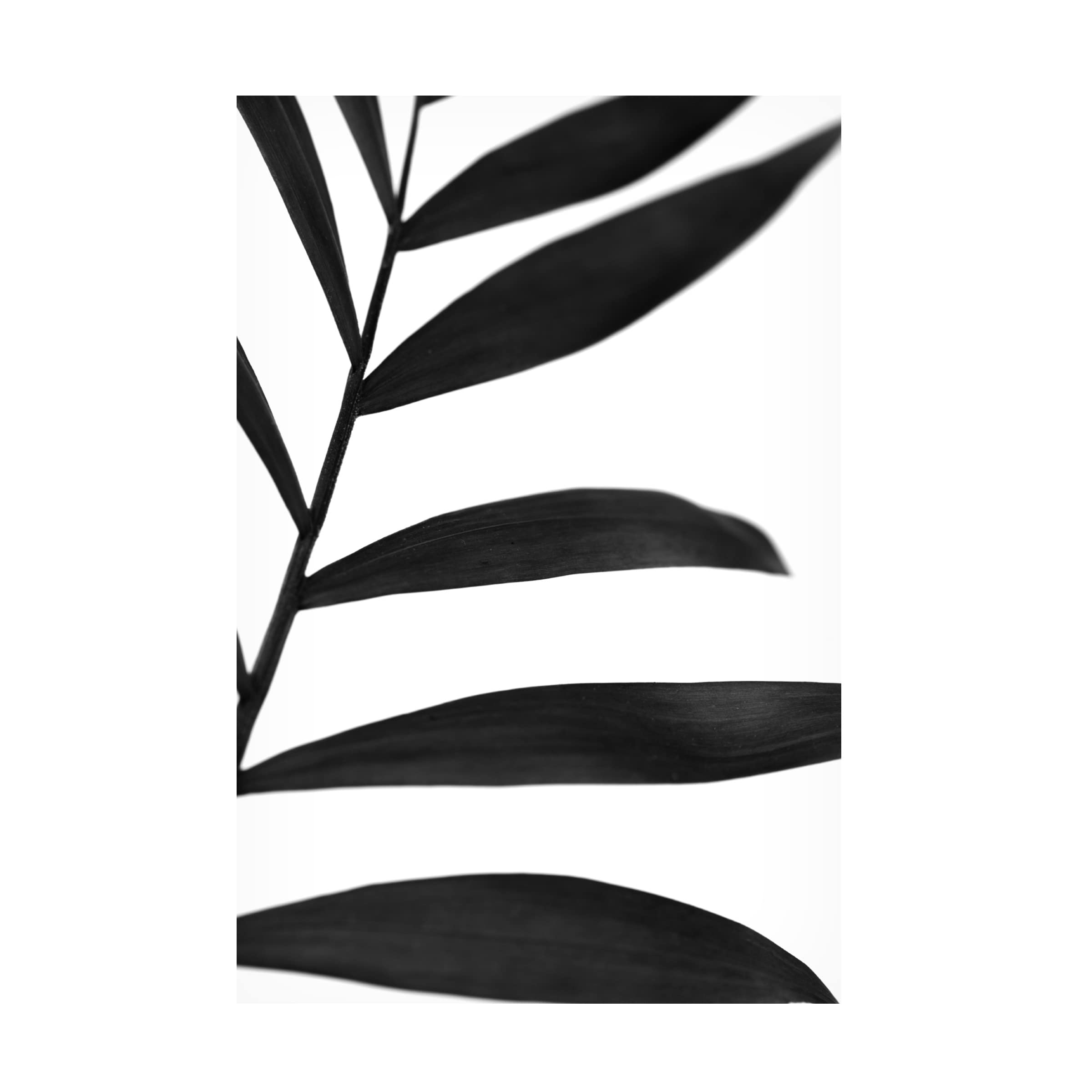 Trademark Fine Art 'Black Palms V' Canvas Wall Art by Renee W Stramel - Modern Tropical Home Decor for Living Room, Bedroom & Office