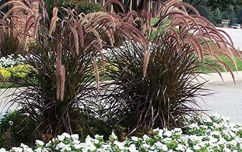 40 Live Red Fountain Grass Plants (Pennisetum Setaceum Rubrum) - Blooming Ornamental Grass for Landscaping, Garden Borders & Container Planting