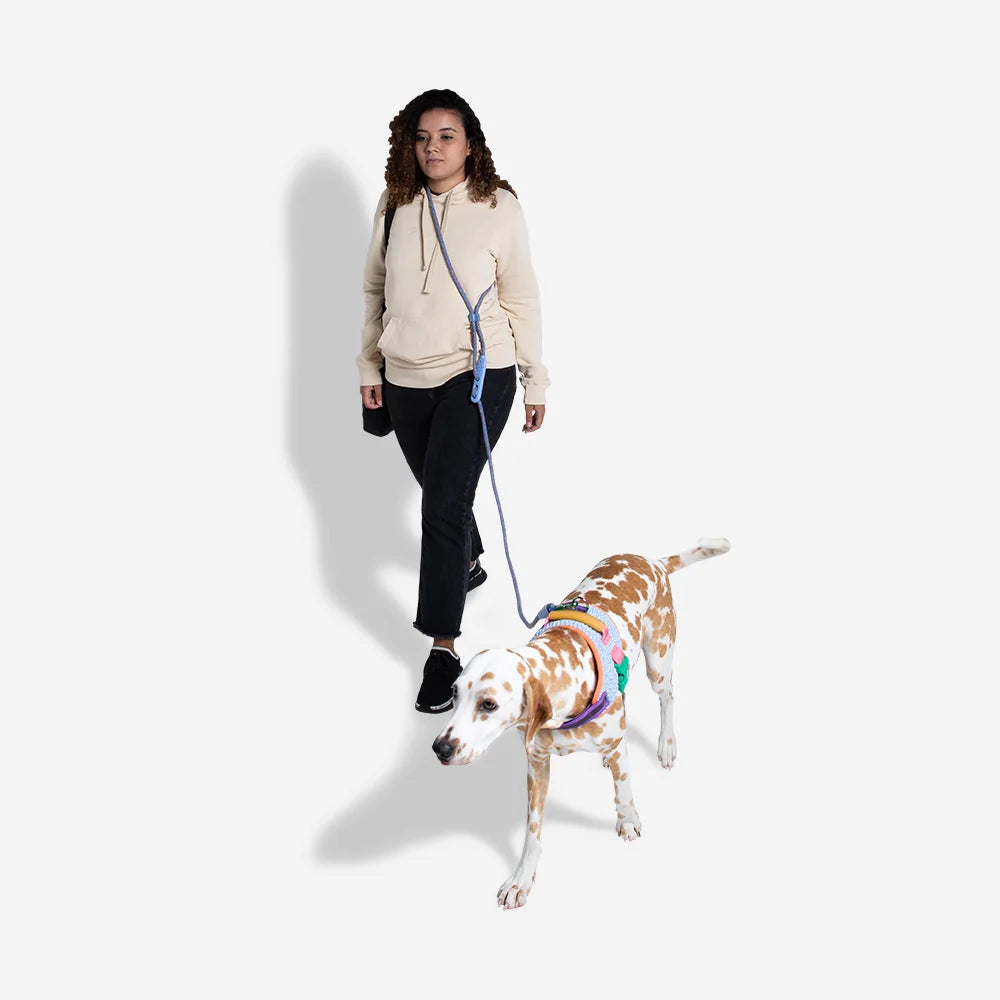 Hands-Free Dog Leash for Walking & Running - Zee.Dog Andromeda Reflective Adjustable Waist Belt for Medium & Large Dogs - Perfect for Jogging, Hiking & Outdoor Adventures