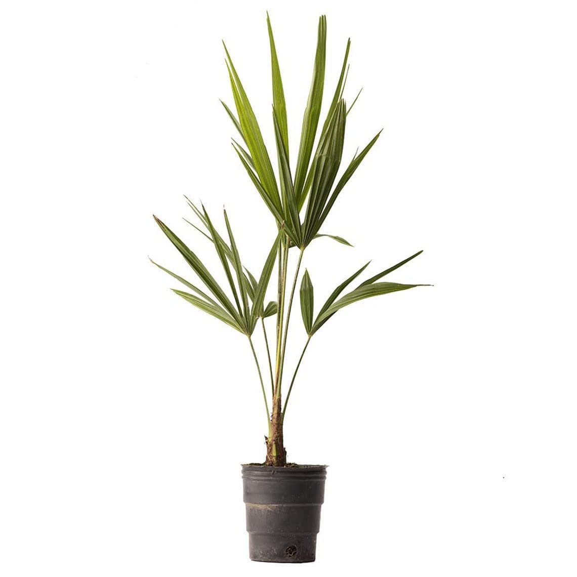 Windmill Palm Tree 3-Pack (4 Pots) - Cold Hardy & Drought Tolerant Tropical Plant for Outdoor Landscaping | Easy Care Live Palm for Patio, Poolside & Garden Decor | Perfect for USDA Zones 7-11