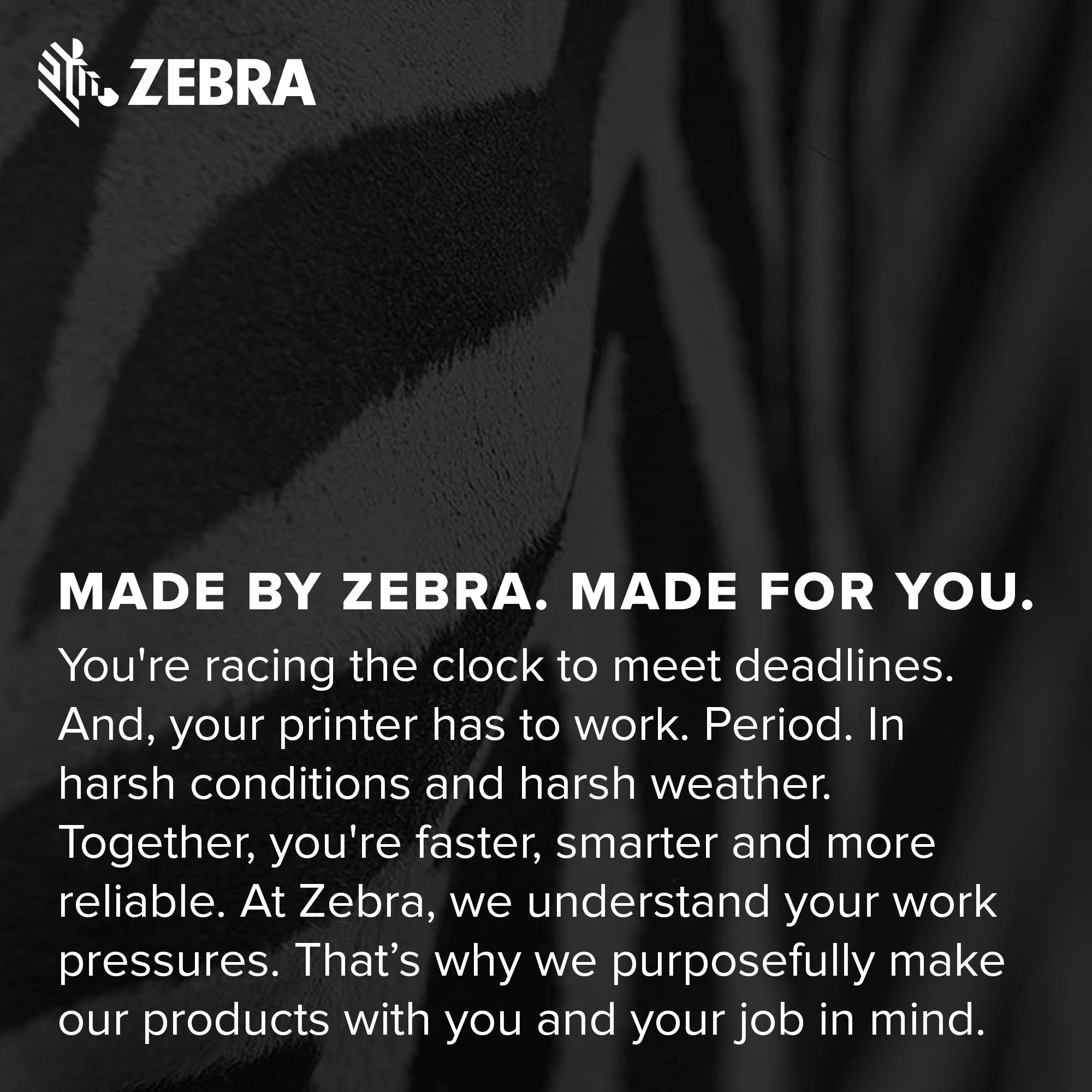 Zebra 4