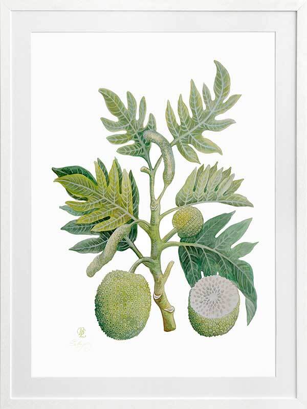 Breadfruit Framed Art Print - Tropical Fruit Wall Decor for Kitchen, Dining Room & Office - Perfect for Home Decor & Gift Giving