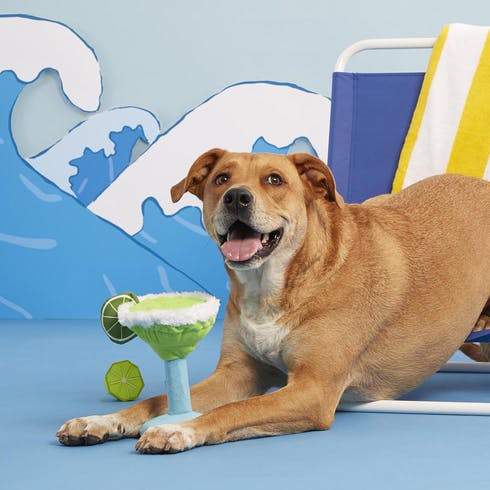BarkShop Muy Squeaky Margarita Dog Plush Toy - Squeaky Chew Toy for Small & Large Dogs - Perfect for Playtime, Training & Cuddling