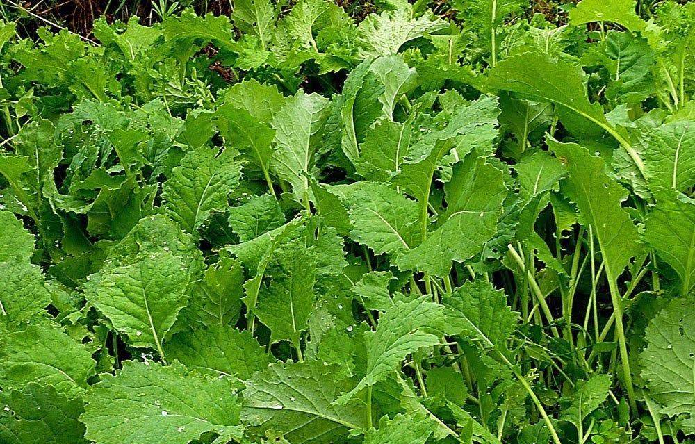 Organic Green Wave Mustard Greens Seeds - Non-GMO, Heirloom, Fast-Growing for Home Garden - Perfect for Salads, Stir-Fry & Healthy Cooking