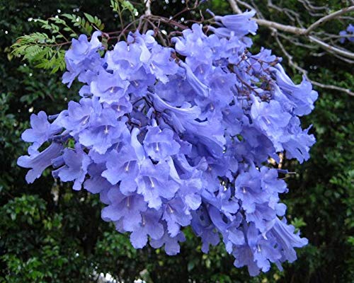 Blue Jacaranda Tree Seeds (20 Pack) - Premium Bonsai Specimen - Exotic Flowering Bonsai Tree - Fast Growing Blooming Tree for Home Garden, Patio & Landscaping