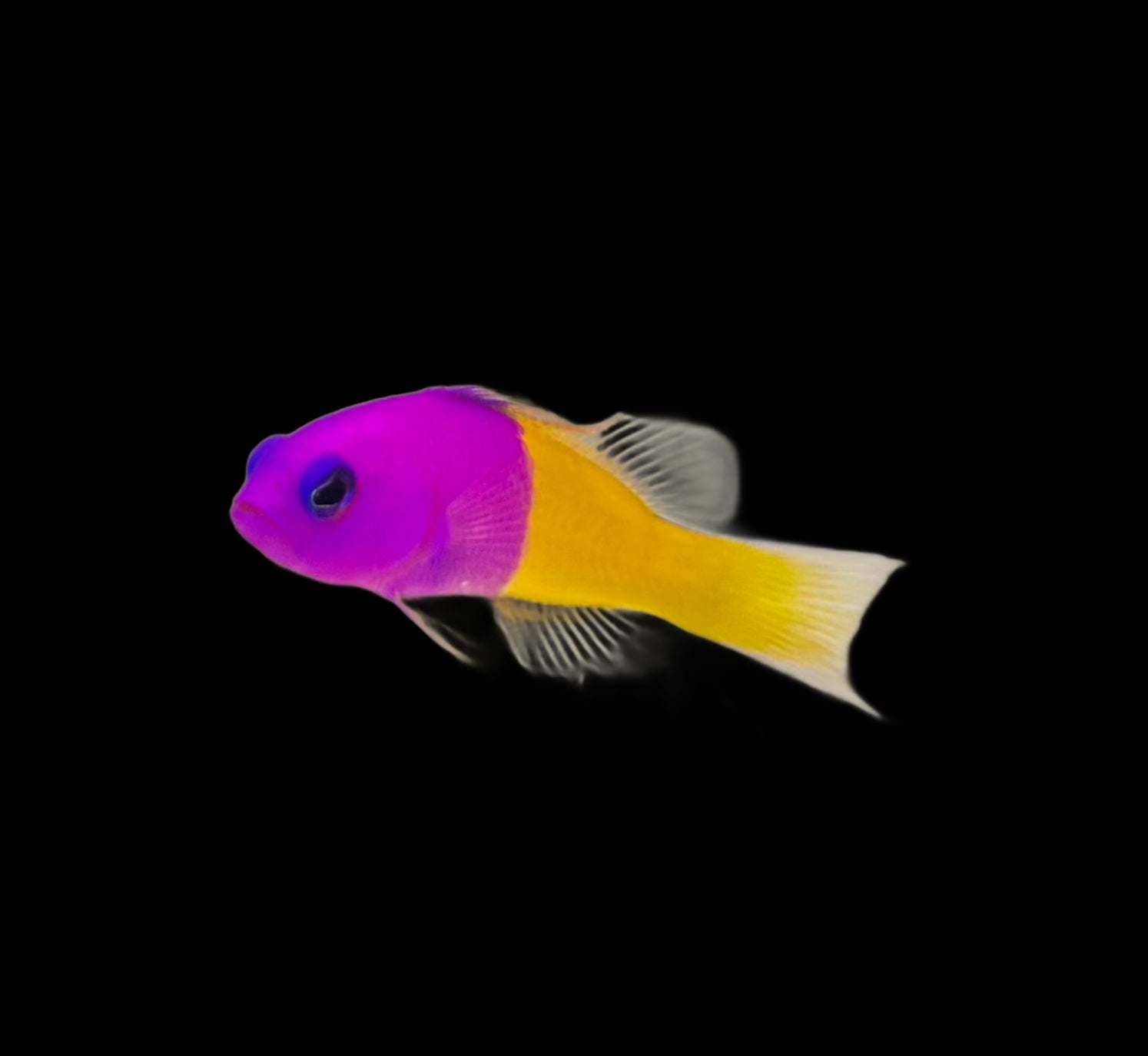 Royal Dottyback Fish - Vibrant Saltwater Aquarium Fish for Reef Tanks | Perfect for Marine Aquariums & Coral Displays