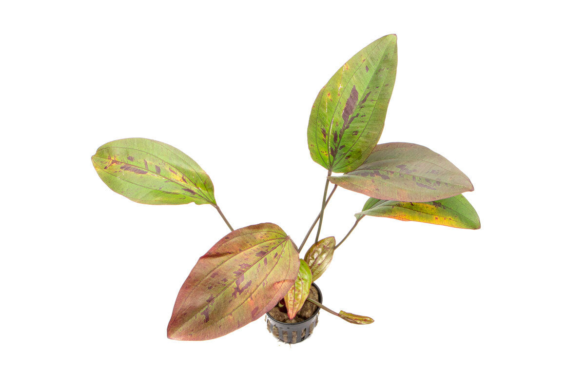 Echinodorus Ozelot Red Live Aquarium Plant - Vibrant Red Leaves for Fish Tanks, Aquascaping & Aquatic Gardens | Perfect for Freshwater Aquariums & Planted Tanks