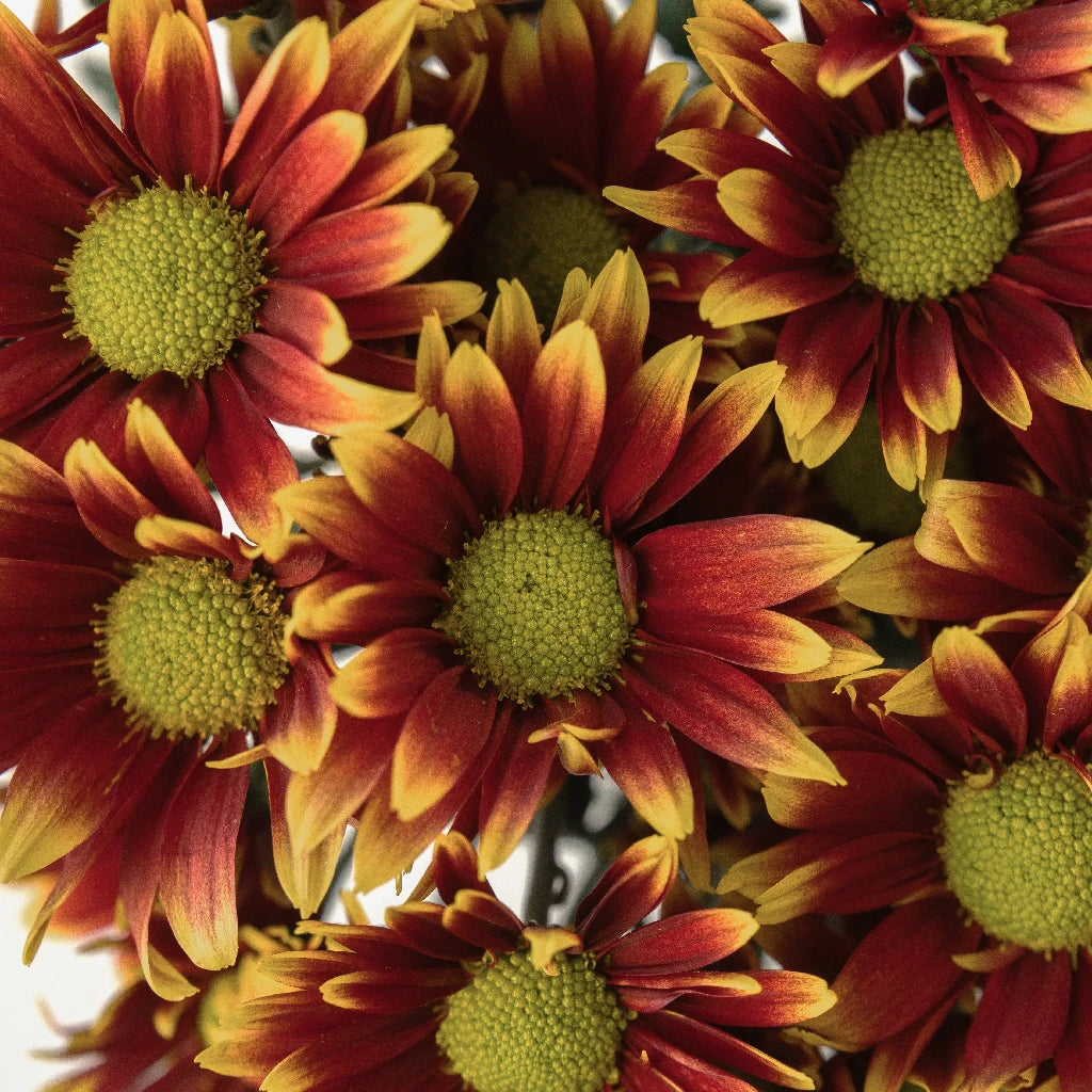 Autumn Daisy Flower - Fresh & Vibrant Fall Blooms for Home Decor, Wedding Bouquets, and Seasonal Arrangements