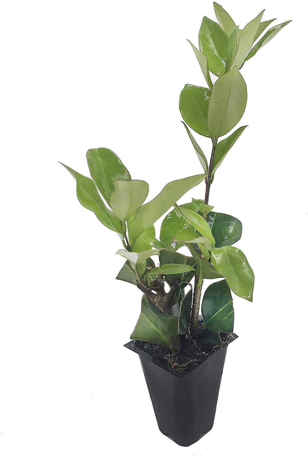 Ligustrum Waxleaf Privet - 30 Live Evergreen Plants for Privacy Hedge, Garden Border & Landscaping | Fast-Growing Shrubs for Year-Round Screening