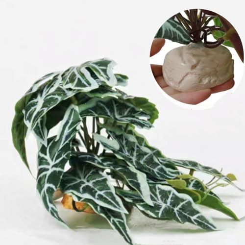 Alocasia
