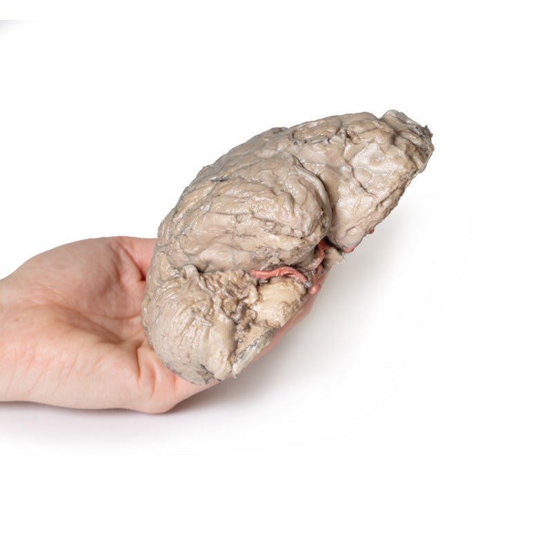 3D Printed Brain Hemisection Model - Anatomical Human Brain Study Tool for Neuroscience Education & Medical Training