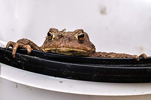 20x30 Inch Laminated Common Toad Poster - Vibrant Colors & Detailed Nature Amphibian Art - Perfect for Classroom Decor, Biology Study, or Wildlife Themed Room