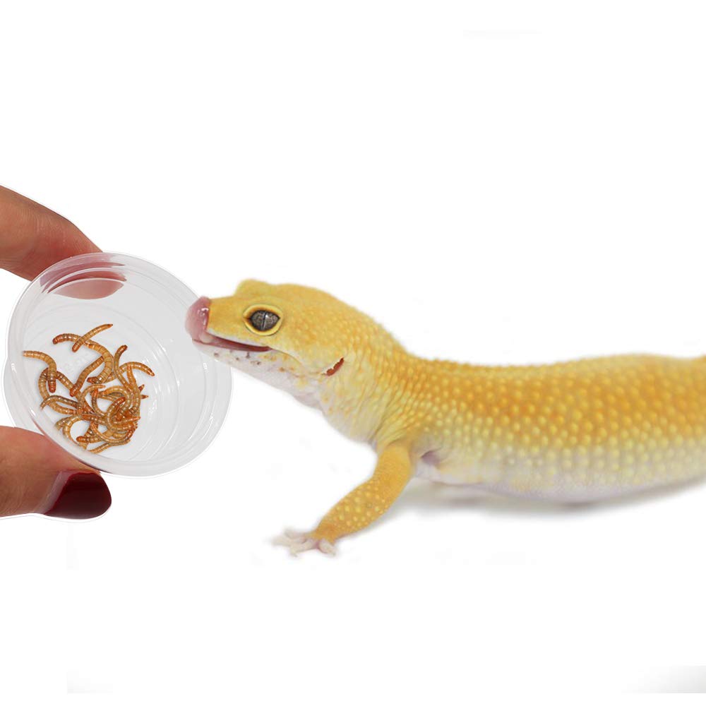 300 Pack 0.5 oz Plastic Reptile Feeding Cups - Food & Water Dishes for Crested Geckos, Lizards & Small Pets | Durable Replacement Cups for Terrarium & Habitat Accessories