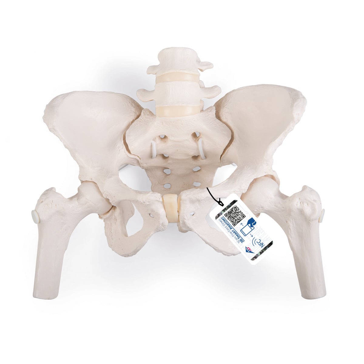 Flexible Female Pelvis Model with Femur Heads - Anatomical Study, Medical Training & Childbirth Education Tool
