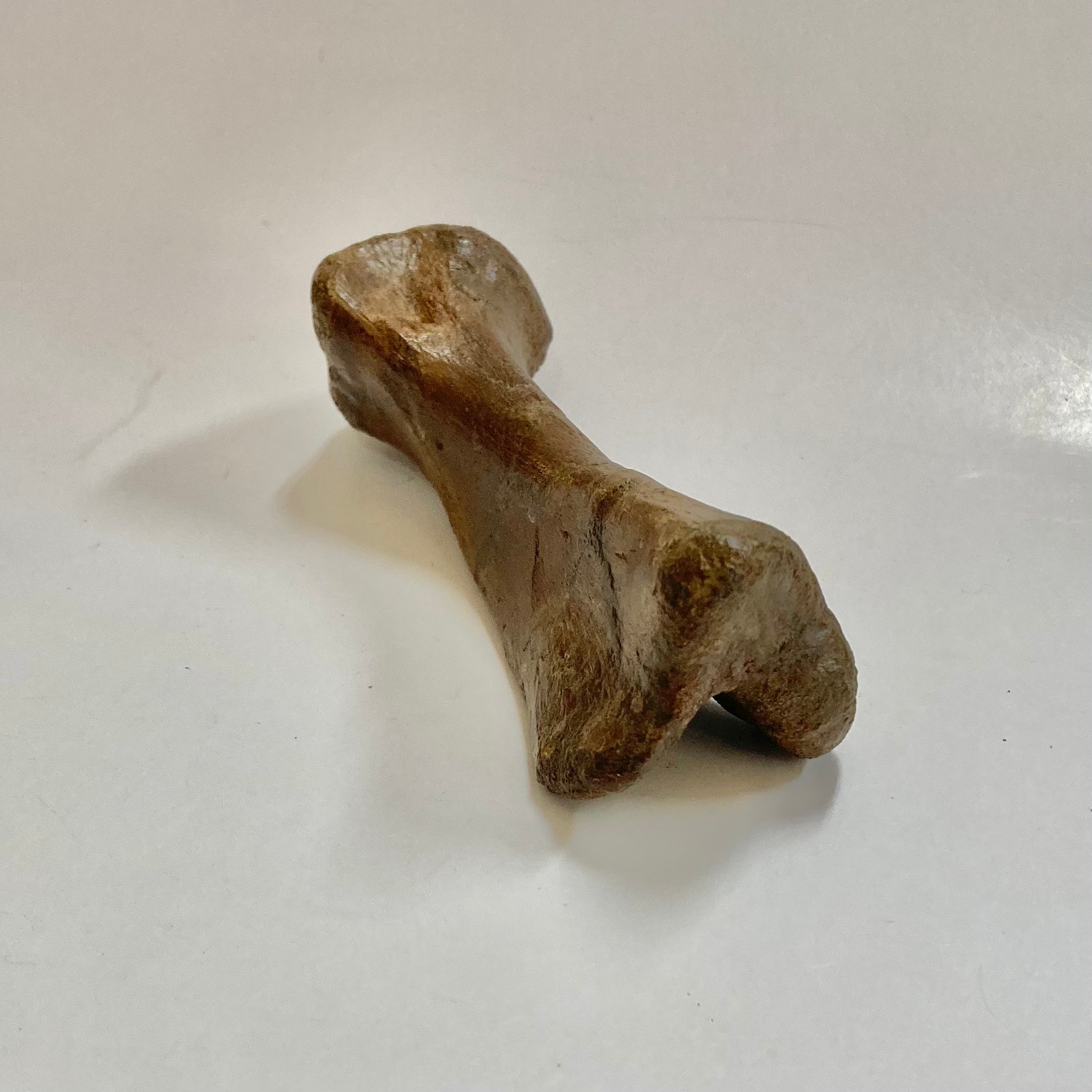 Authentic Thescelosaurus Metatarsal Toe Bone Fossil - Rare Dinosaur Relic for Paleontology Enthusiasts & Collectors - Perfect for Museum Displays, Educational Projects & Fossil Collections