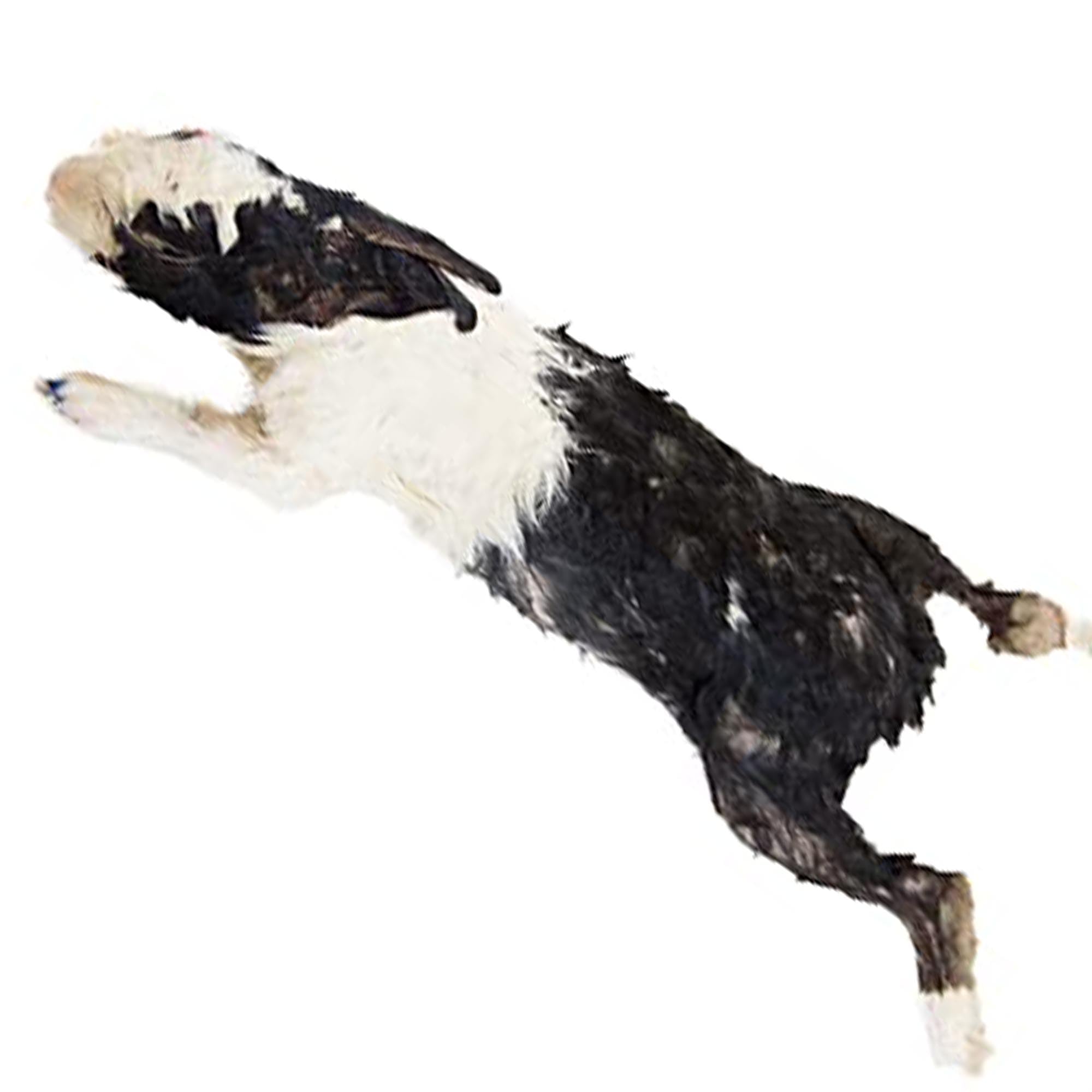 Premium Rabbit Dissection Specimen for Anatomy & Biology Labs - 14
