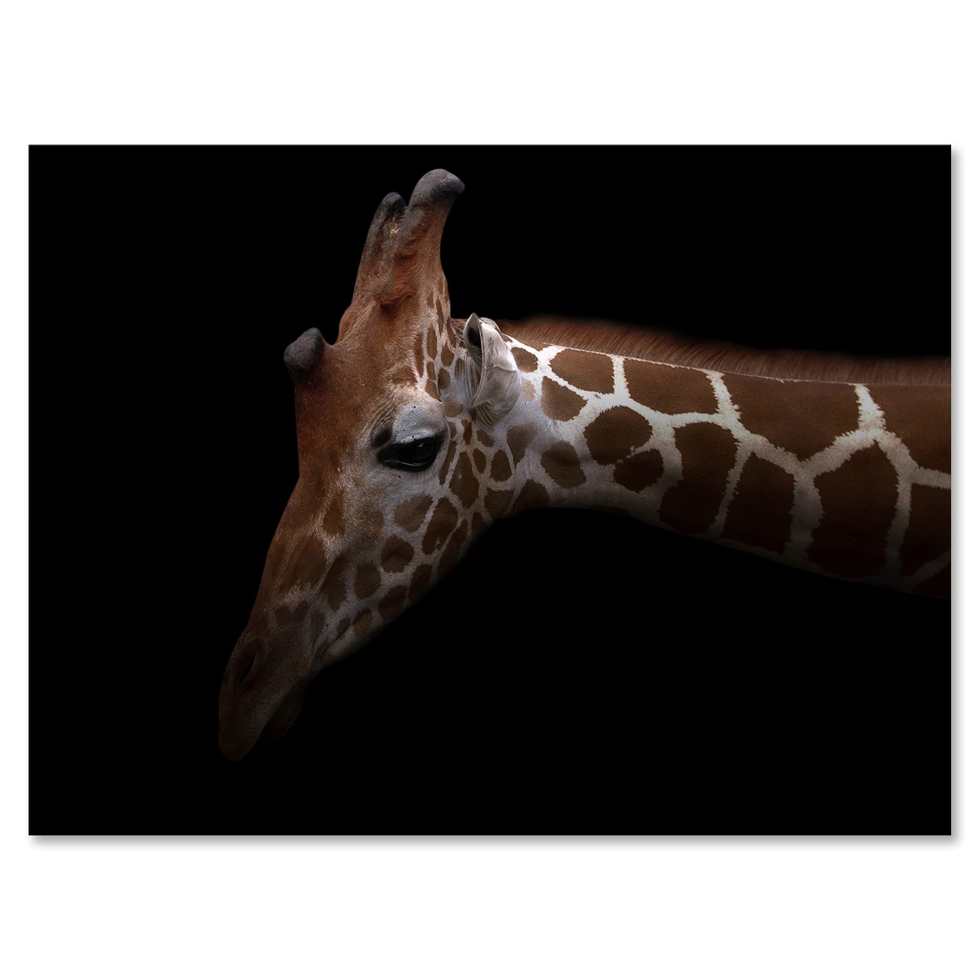 Giraffe Portrait IV - Farmhouse Canvas Wall Art Decor for Living Room, Bedroom & Office - Modern Animal Print Home Decor