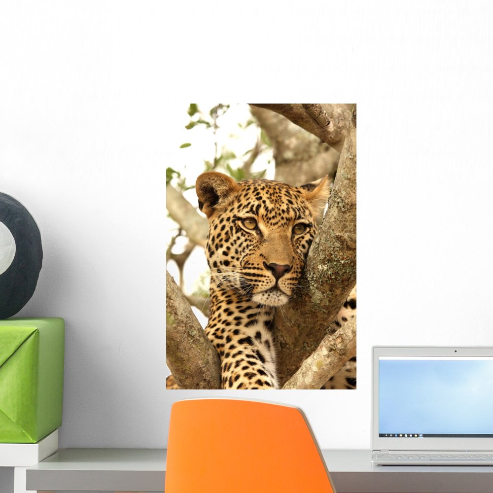 Wallmonkeys Leopard in a Tree Peel and Stick Wall Decal - 18x12 Inches - Removable Animal Print Wall Sticker for Nursery, Kids Room, Living Room Decor