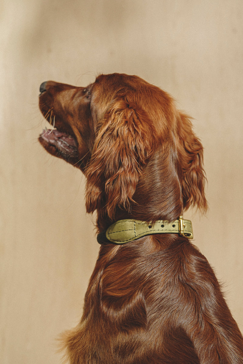 Premium Green Dog Collar - Durable & Adjustable Pet Collar for Small & Medium Dogs - Perfect for Walks, Training & Outdoor Adventures