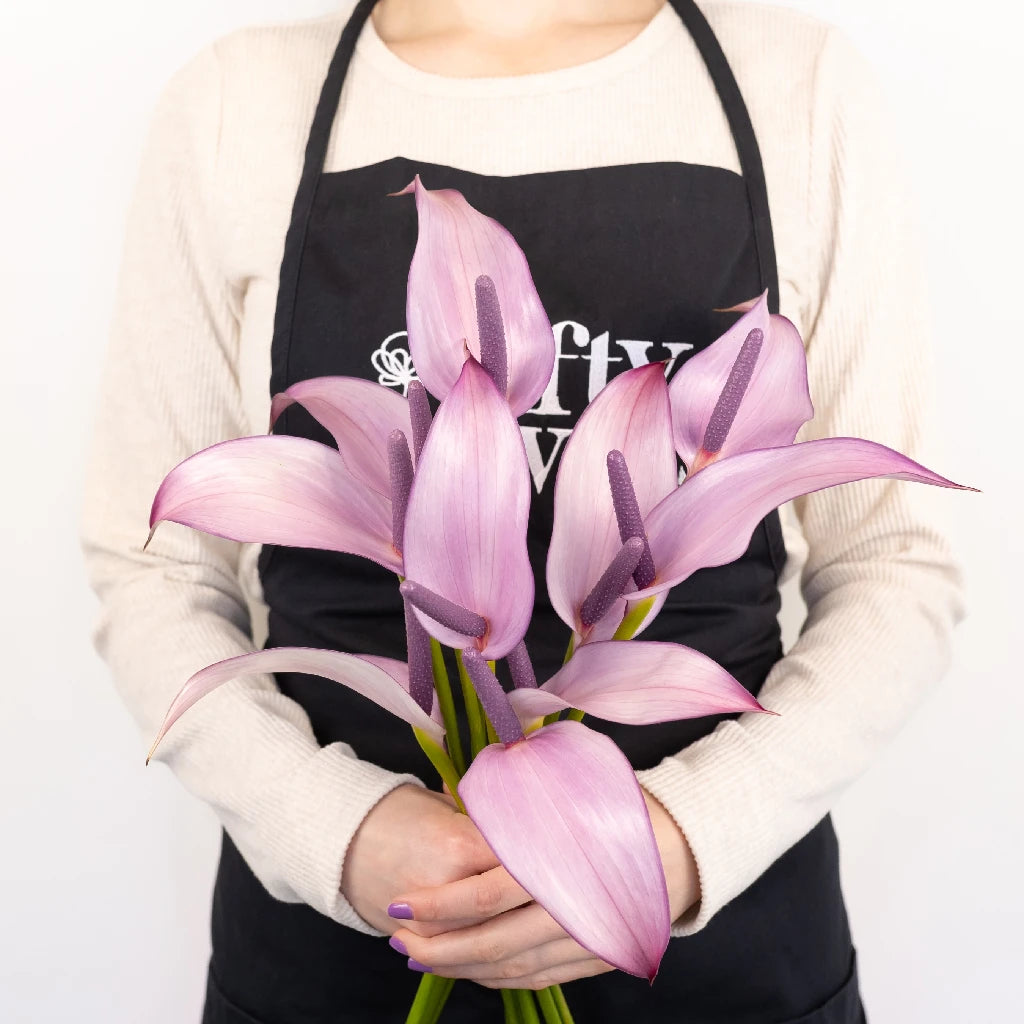 Anthurium Lavender Lady Tropical Flower - Exotic Live Houseplant for Home Decor, Office & Gift Giving
