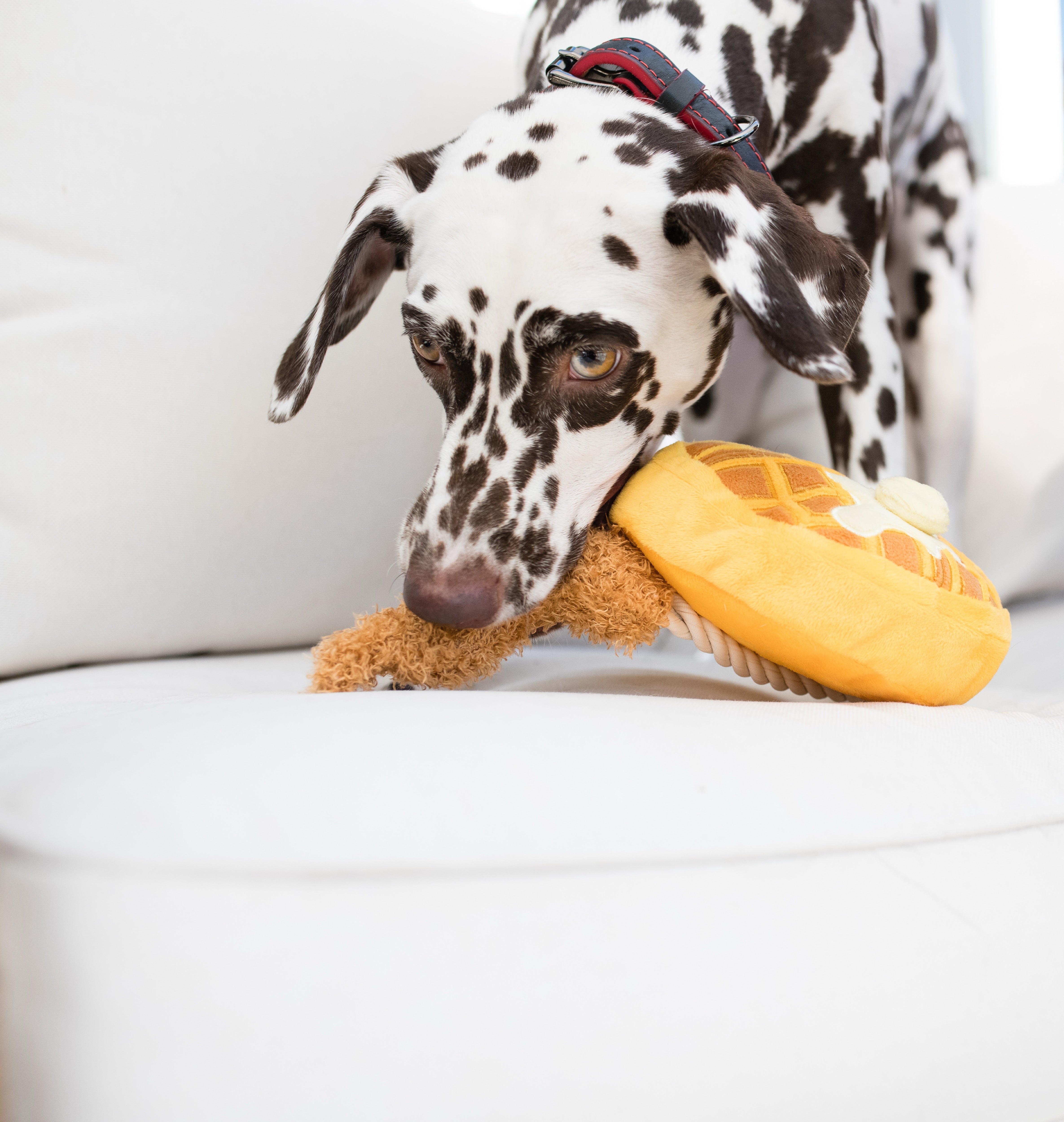 El Pollo y Waffle Plush Dog Toy - Barking Brunch™ Chew Toy for Dogs by Pet P.L.A.Y. | Soft & Durable Puppy Plaything for Fetch, Cuddling & Teething Relief