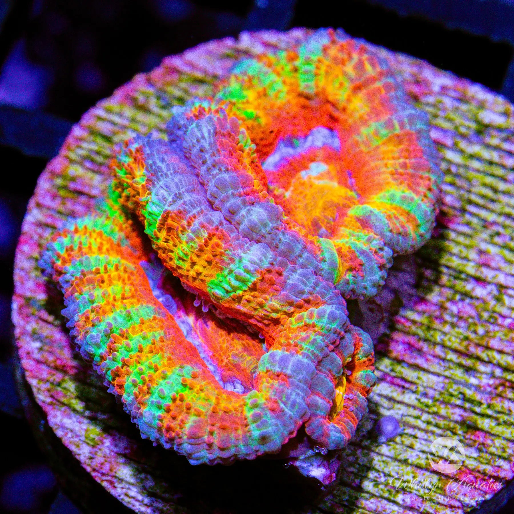 C46 WA Raichu Acan Coral Frag - WYSIWYG Live Coral for Saltwater Aquariums | Perfect for Reef Tanks & Marine Displays