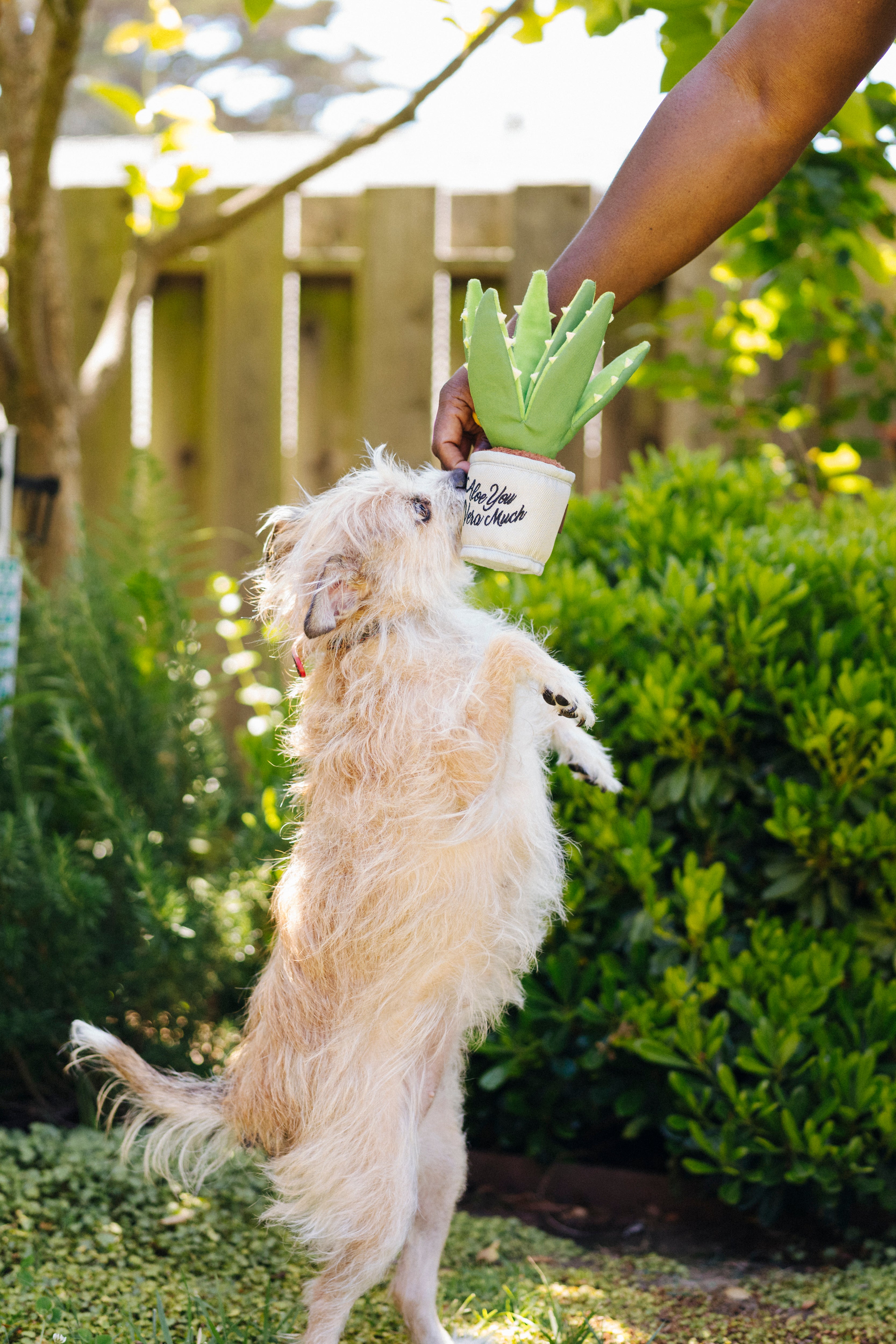 La Planta Aloe ve You Dog Plush Toy - Blooming Buddies™ Chew-Resistant Squeaky Stuffed Animal for Puppies & Dogs | Pet P.L.A.Y. | Perfect for Indoor Play, Training Rewards & Anxiety Relief