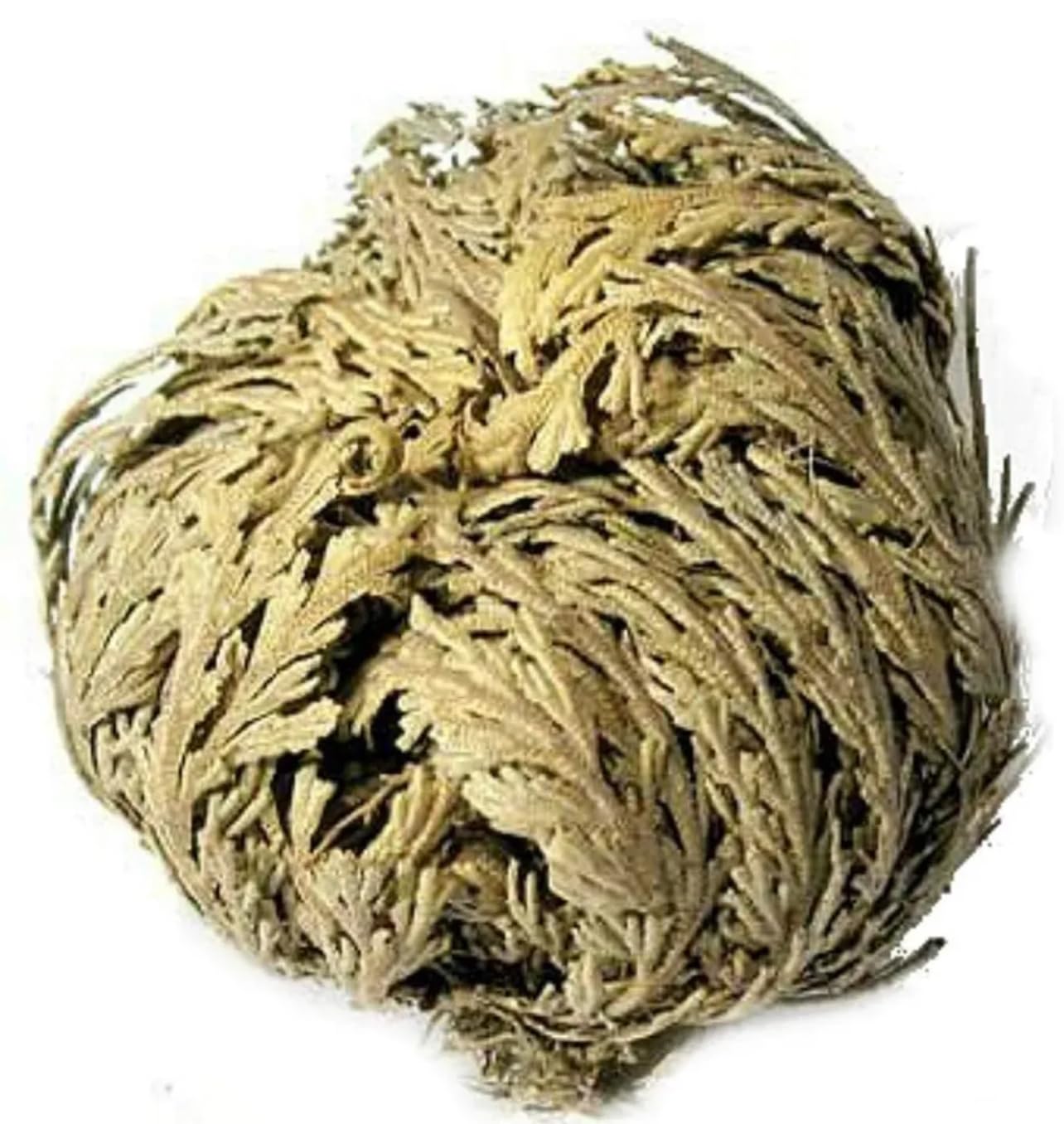 Rose of Jericho - Resurrection Plant (Selaginella Lepidophylla) - Pack of 1 Dried Miracle Flower - Perfect for Home Decor, Spiritual Rituals & Unique Gifts