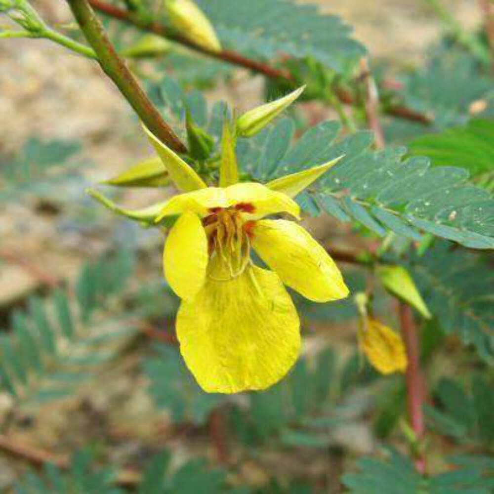 Hancock Seed Co. Partridge Pea Seeds - 5 lbs Bulk Wildflower Seeds for Landscaping, Erosion Control & Pollinator Gardens | Attracts Bees & Butterflies | USDA Certified Organic