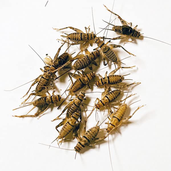 1000 Live Banded Crickets - Large 3/4