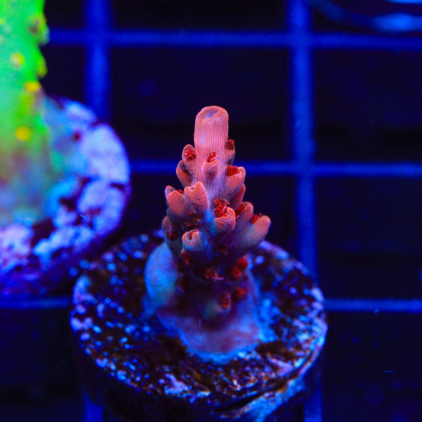 Premium CB Maleficent Acropora Coral for Saltwater Aquariums - Vibrant Purple SPS Coral for Reef Tanks & Marine Displays