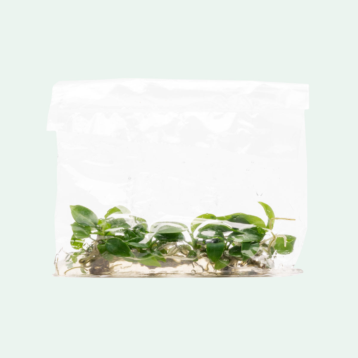 Philodendron Bipennifolium - Rare Houseplant for Indoor Decor & Office Greenery | Perfect for Home Jungle & Urban Gardening