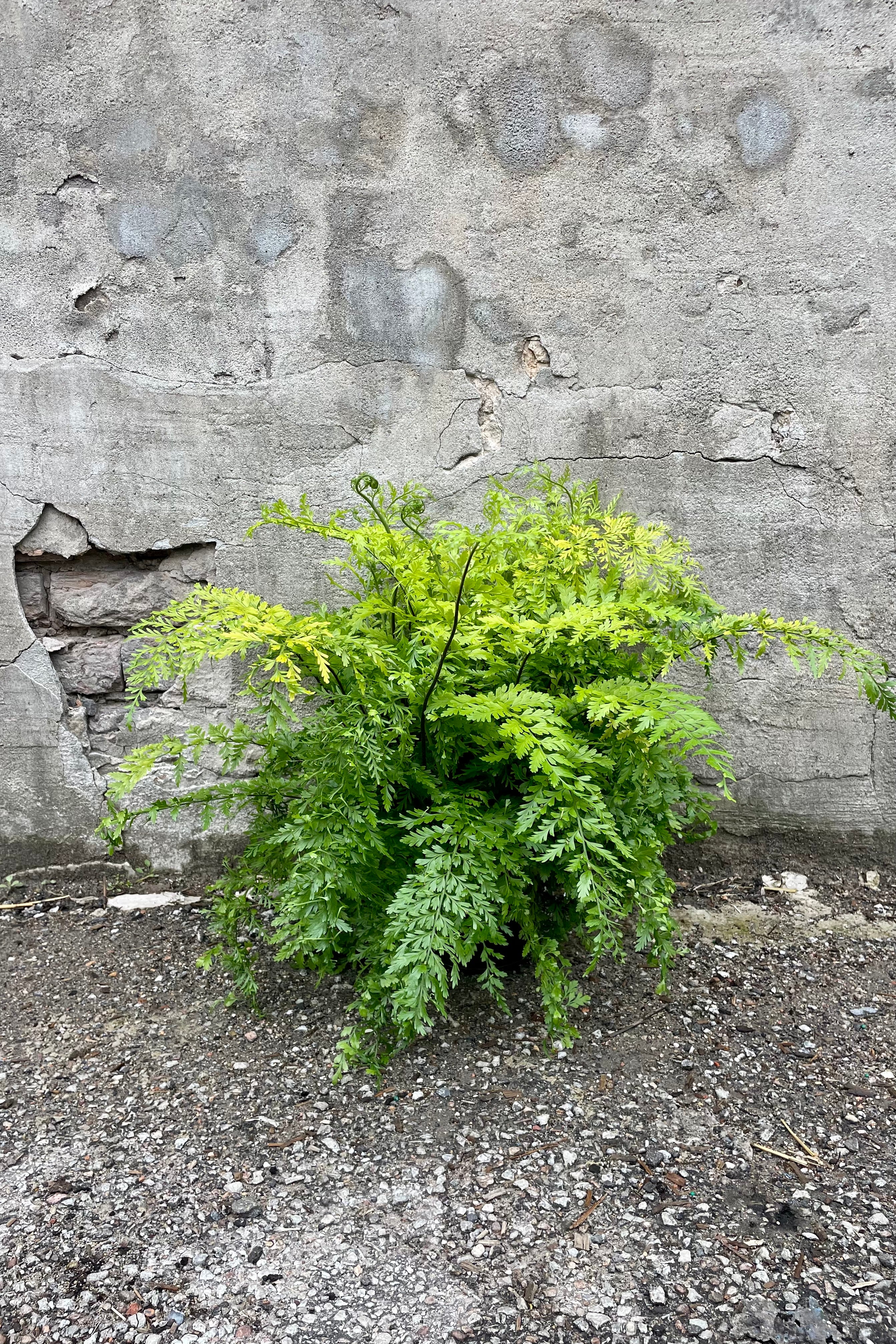 Asplenium bulbiferum Mother Fern - 6 Inch Live Indoor House Plant for Home & Office Decor - Perfect for Hanging Baskets, Terrariums, and Low Light Spaces