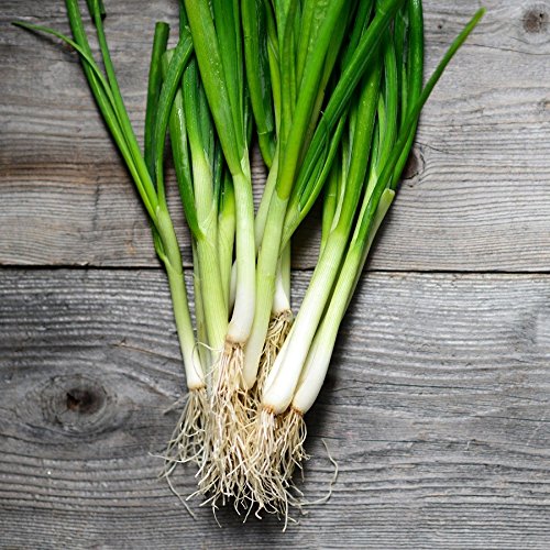 Evergreen Bunching Nebuka Onion Seeds for Planting - 500+ Heirloom Non-GMO Seeds (Allium fistulosum) by Isla's Garden Seeds - Perfect for Home Gardens, Urban Farming & Fresh Cooking
