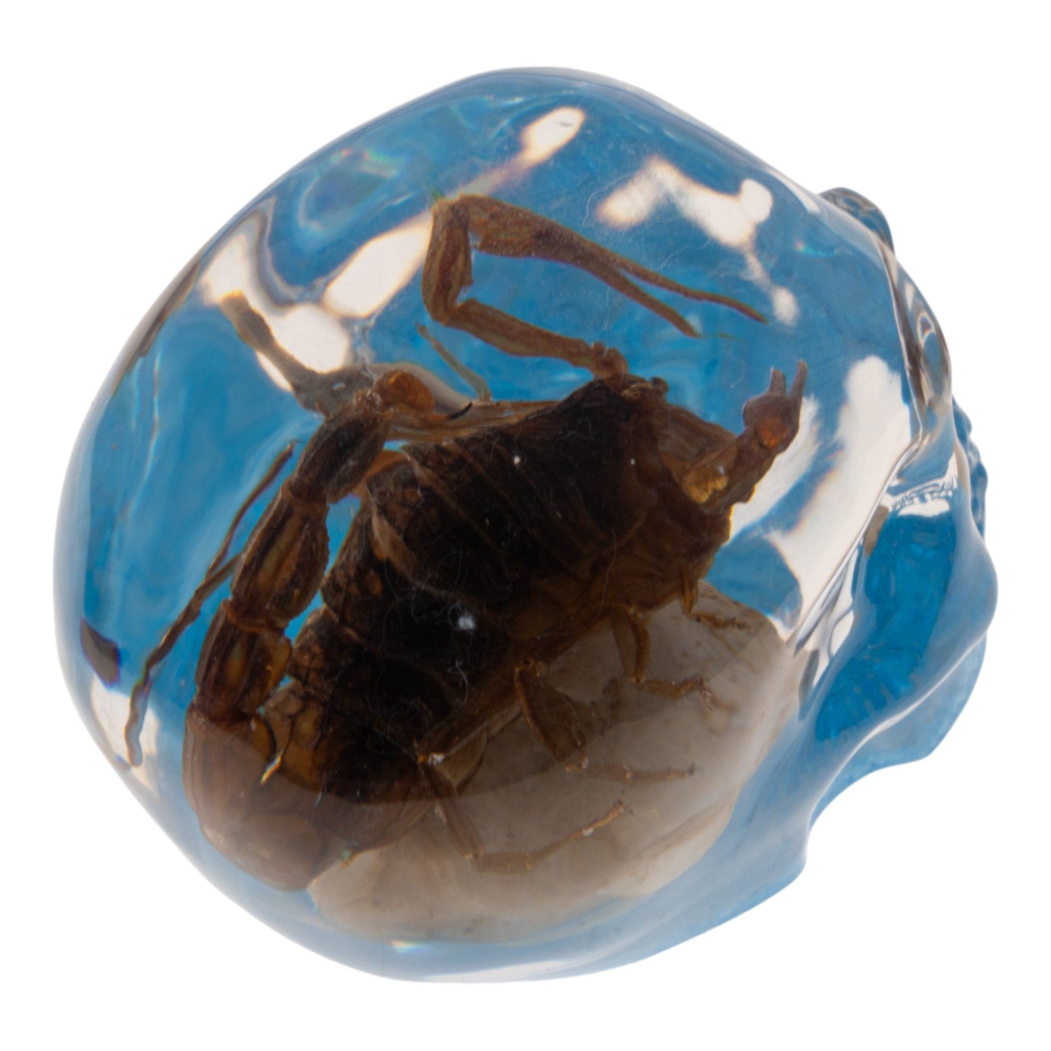 Real Golden Scorpion Encased in Clear Acrylic Skull Display - Perfect for Home Decor, Gothic Collections, and Unique Gift Ideas