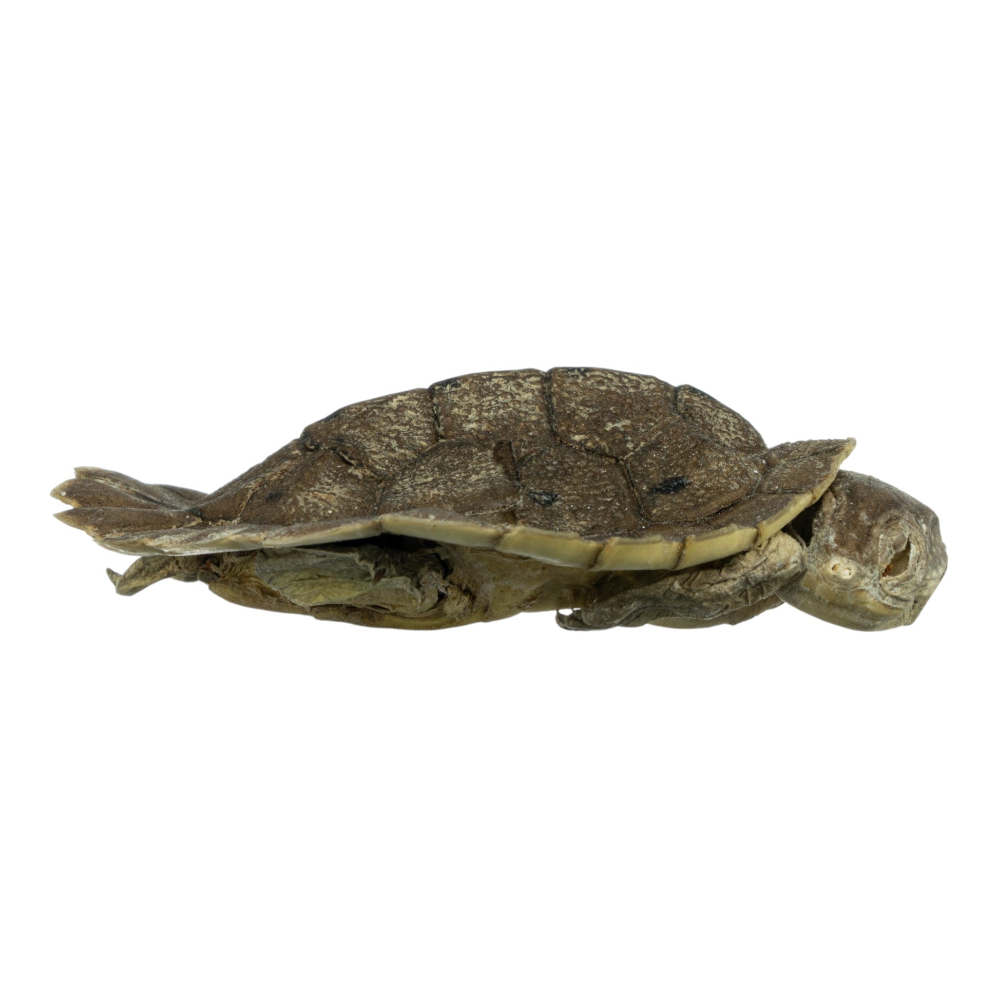 Real Preserved Australian Snapping Turtle Specimen - Authentic Taxidermy for Science Education & Home Decor - Perfect for Biology Classrooms, Nature Collections & Gothic Decor