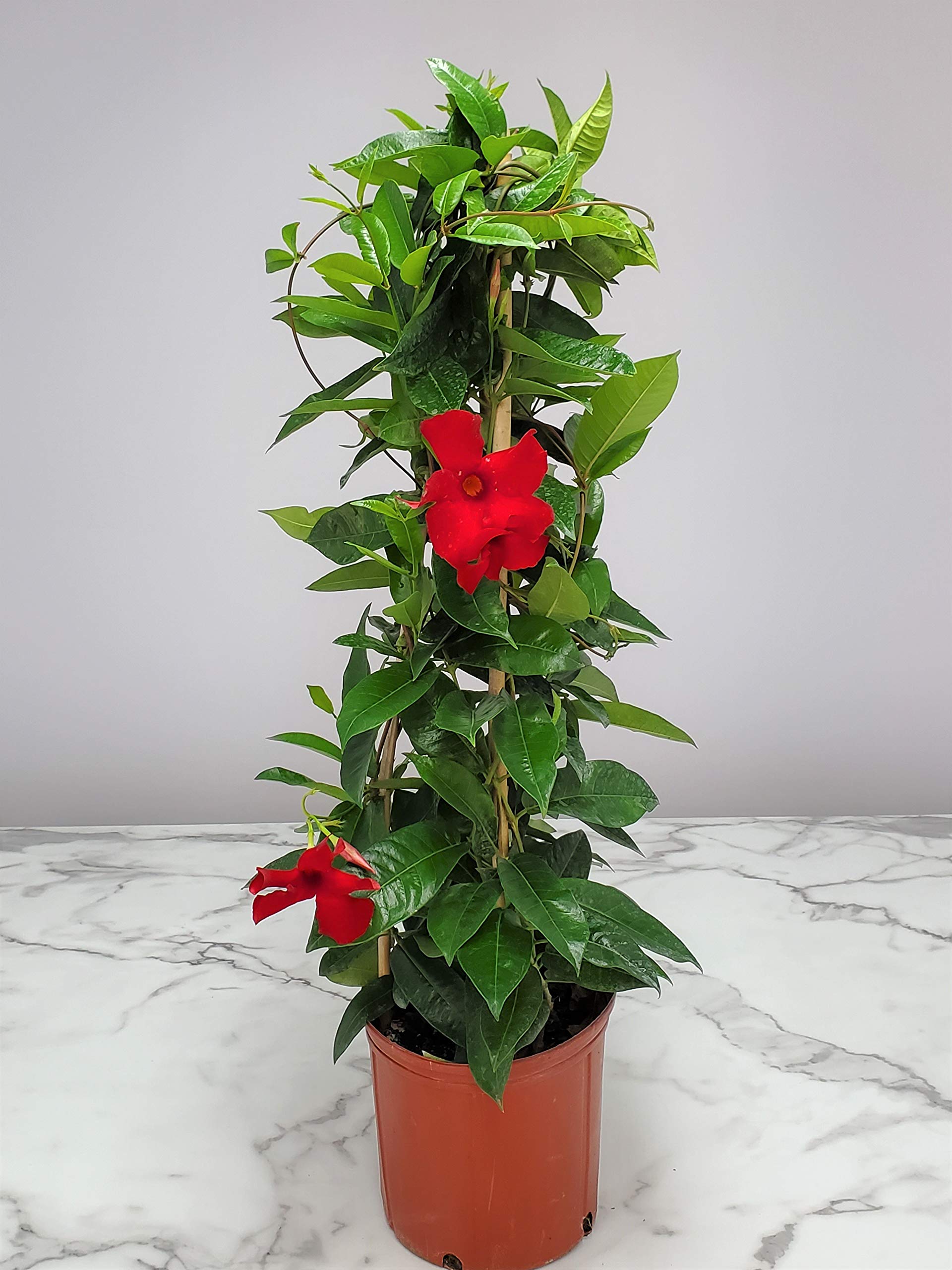 Red Giant Mandevilla Live Plant - 36