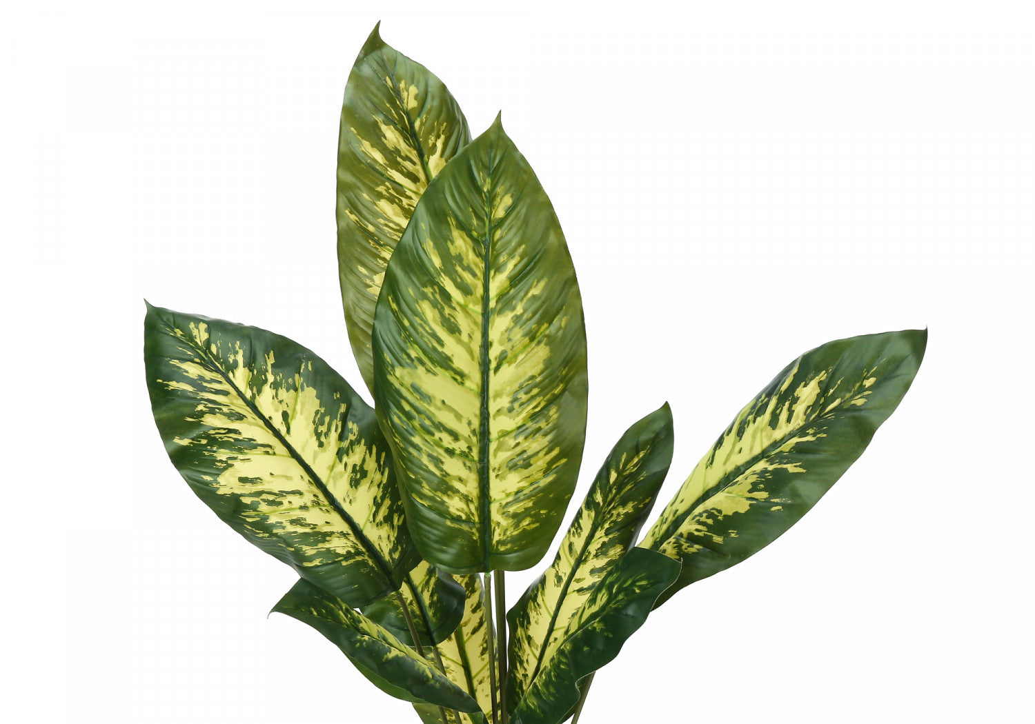 47 Evergreen House Plants with 5 Black Pots - Indoor Plants for Home & Office Decor - Perfect for Living Room, Bedroom, and Workspace Greenery