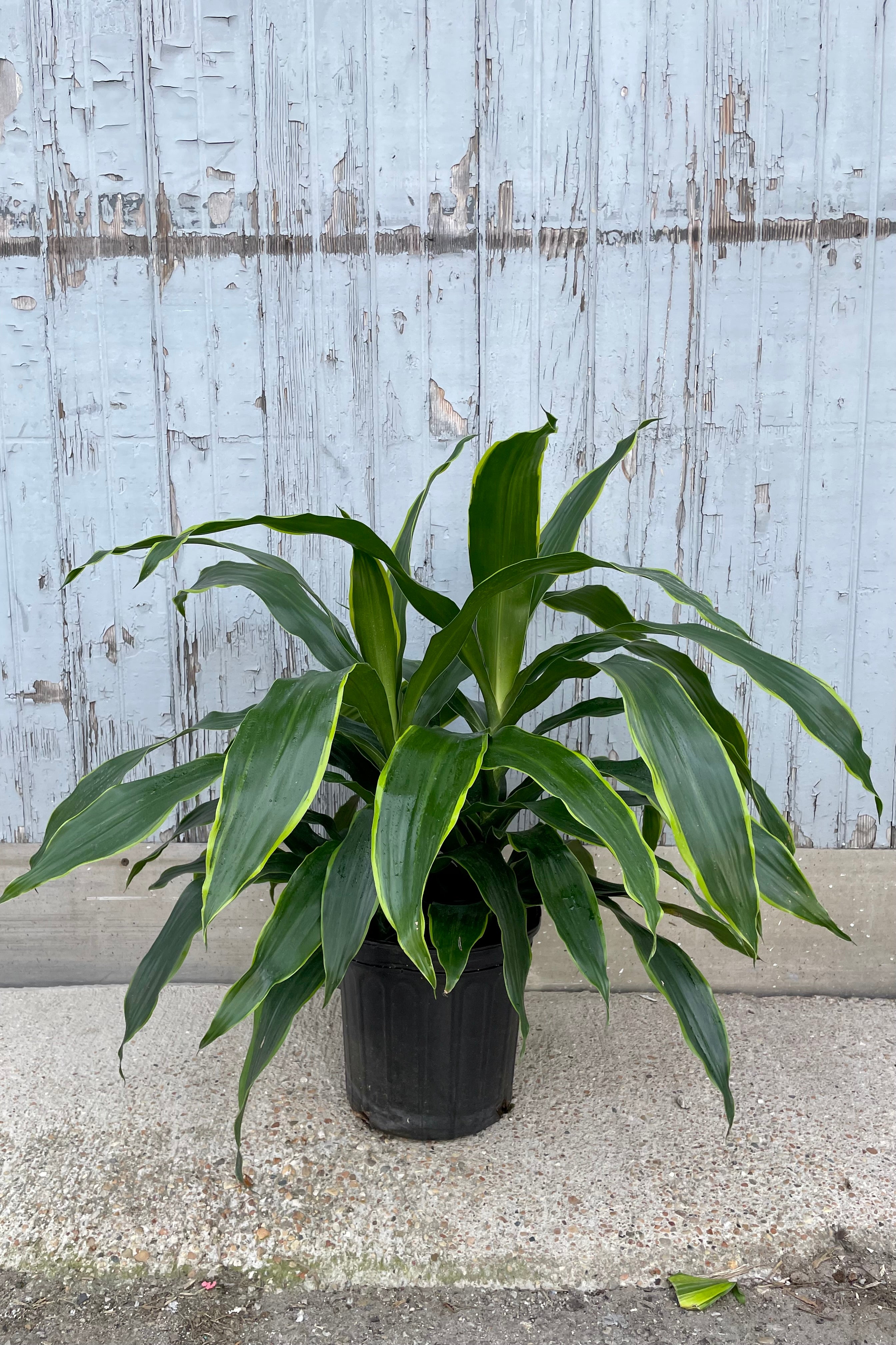 Dracaena 'Art' 8 Inch Indoor Plant - Low Maintenance Houseplant for Home, Office & Living Room Decor - Perfect for Air Purification & Feng Shui
