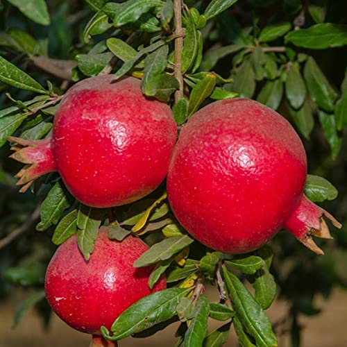 Pixies Gardens Wonderful Pomegranate Tree - Ornamental Beauty & Most Popular Variety (5 Gallon, Set of 2 Potted Plants) - Perfect for Landscaping, Patio Decor & Home Gardening