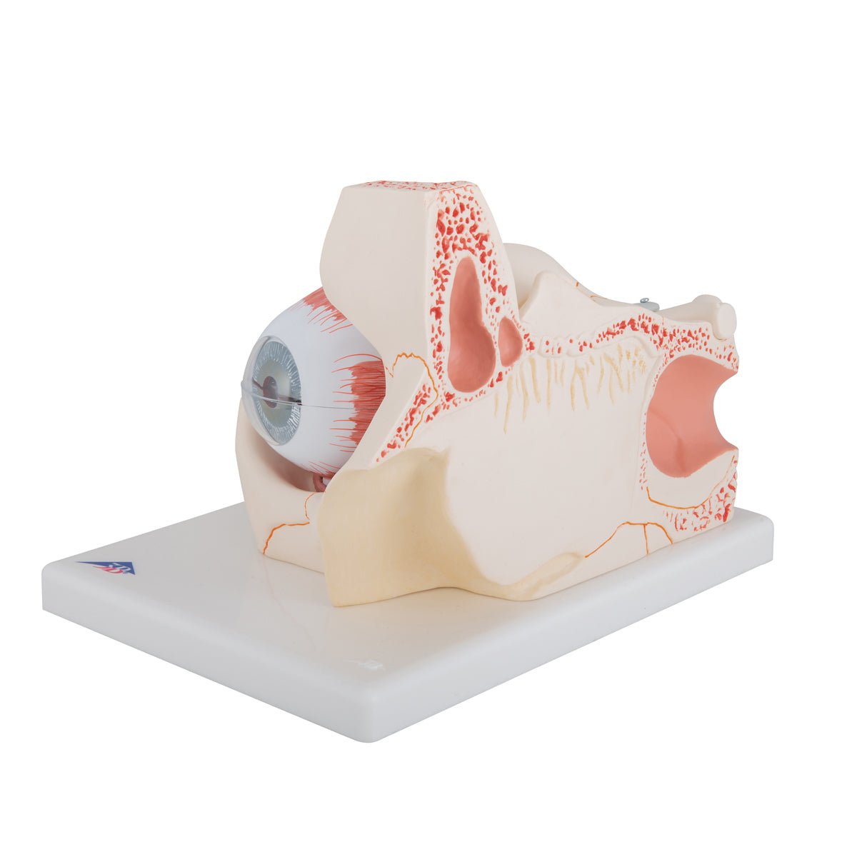 Giant Human Eye Anatomy Model - 3X Life Size with 7 Detachable Parts | Perfect for Medical Students, Biology Classrooms & Science Education