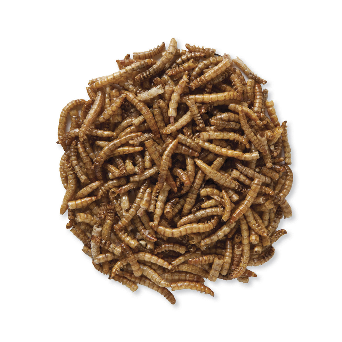 Duncraft Roasted Mealworms for Birds – 5.6oz (5600 Count) – High Protein Bird Food for Wild Birds, Chickens, and Reptiles – Perfect for Bird Feeders, Chicken Coops, and Pet Reptile Diets