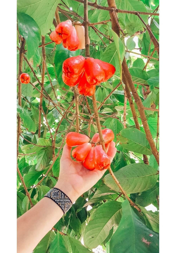 Blisslets Nausea Relief Bracelet - Acupressure Wristband for Motion Sickness & Morning Sickness Relief - Perfect for Travel, Pregnancy, and Chemotherapy