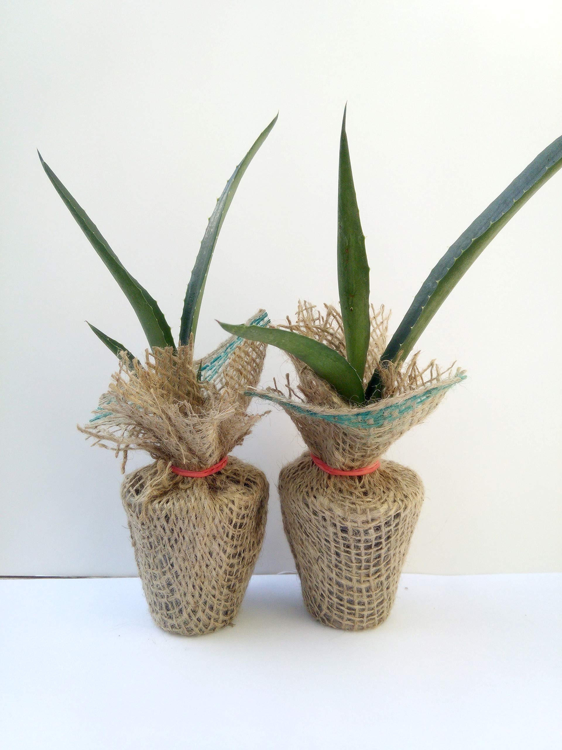 Blue Agave Plants (Agave Americana) - Pair of Drought-Tolerant Succulents for Desert Gardens | Xeriscaping & Low-Water Landscaping | Perfect for Outdoor Rock Gardens, Southwest Yards & Hot Climates | Ideal for Poolside Decor, Modern Patios & Eco Landscapes | Great for Water-Wise Gardening, Mediterranean Style Homes & Drought-Prone Areas