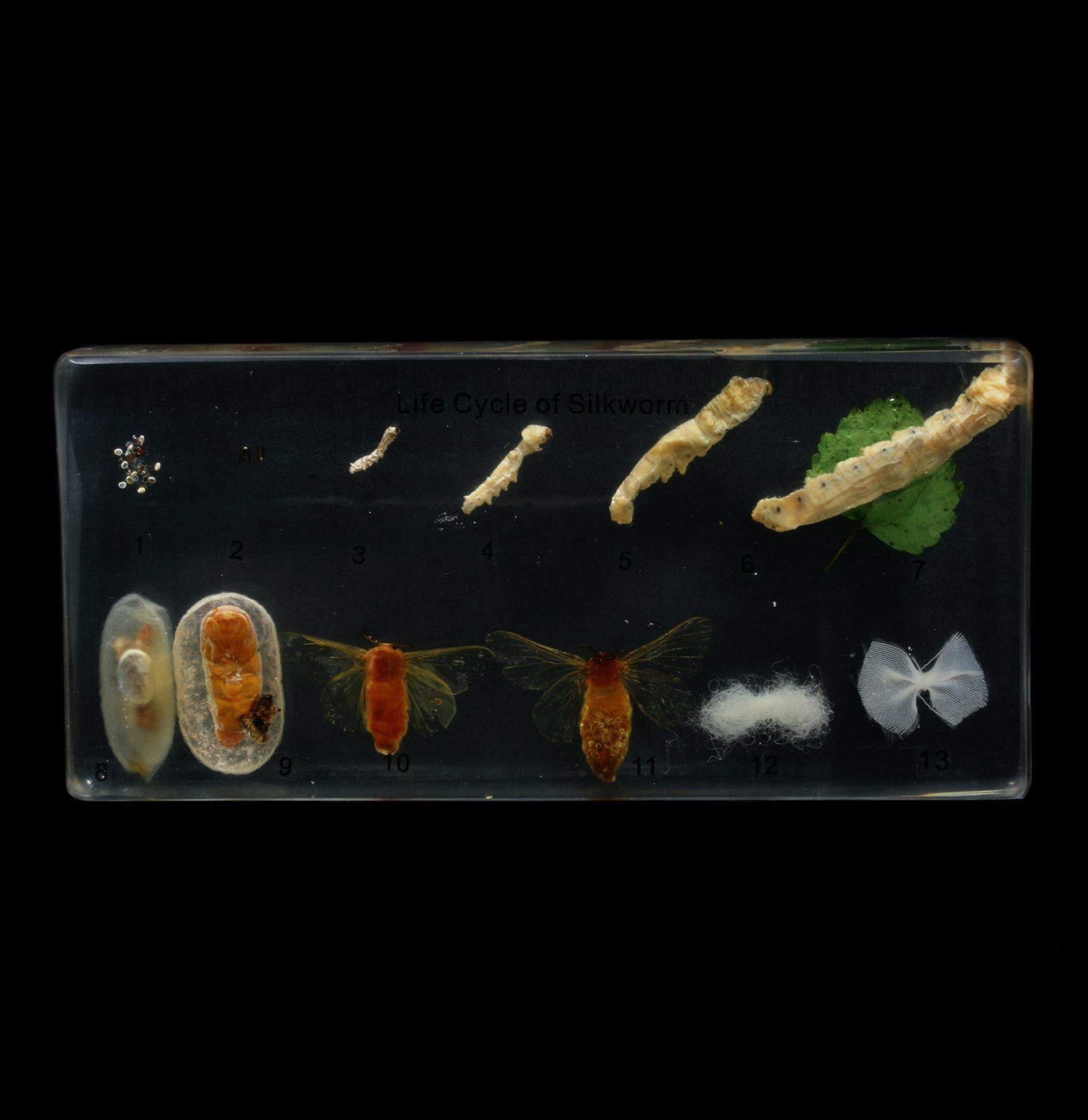 Silk Worm Life Cycle - Educational Science Kit for Kids - Perfect for Classroom Learning & Homeschool Biology Lessons