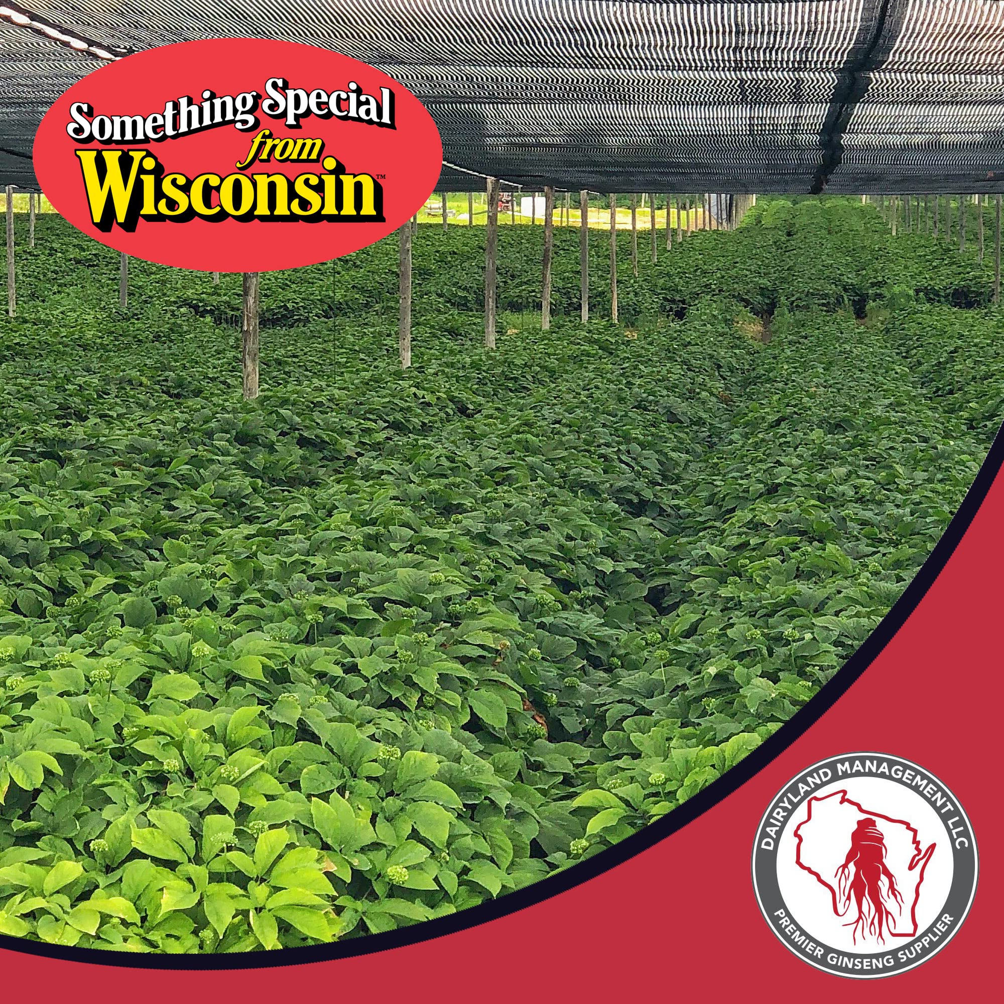 Premium Wisconsin American Ginseng Roots - 16 oz Pack of Authentic Non-GMO, Gluten-Free Whole Ginseng - Herbal Supplement for Tea, Soup & Congee - Boost Energy & Immunity Naturally - Perfect for Daily Wellness & Traditional Chinese Medicine